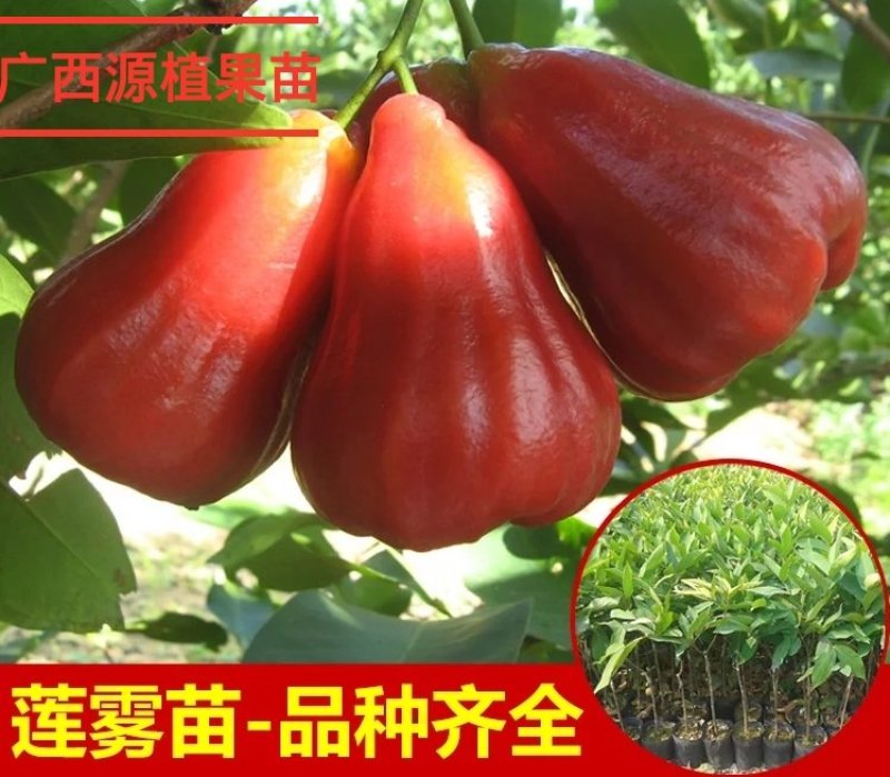 台湾黑金刚莲雾苗嫁接苗大叶红莲雾树苗飞弹莲雾嫁接苗