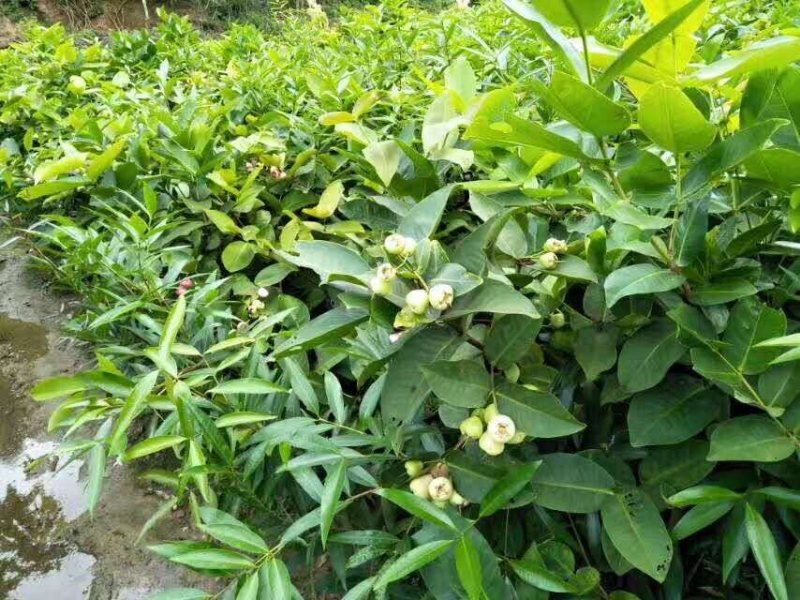 台湾黑金刚莲雾苗嫁接苗大叶红莲雾树苗飞弹莲雾嫁接苗