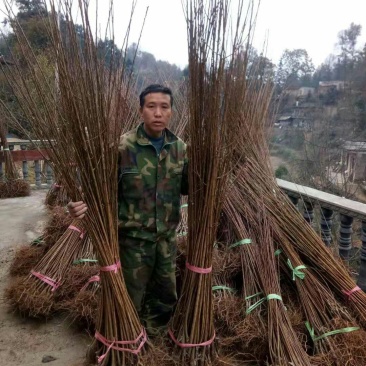蜂糖李子苗