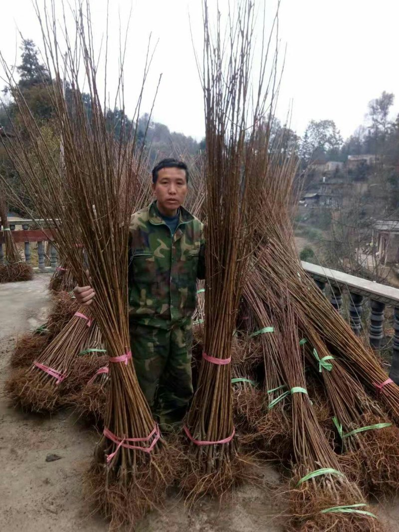蜂糖李子苗