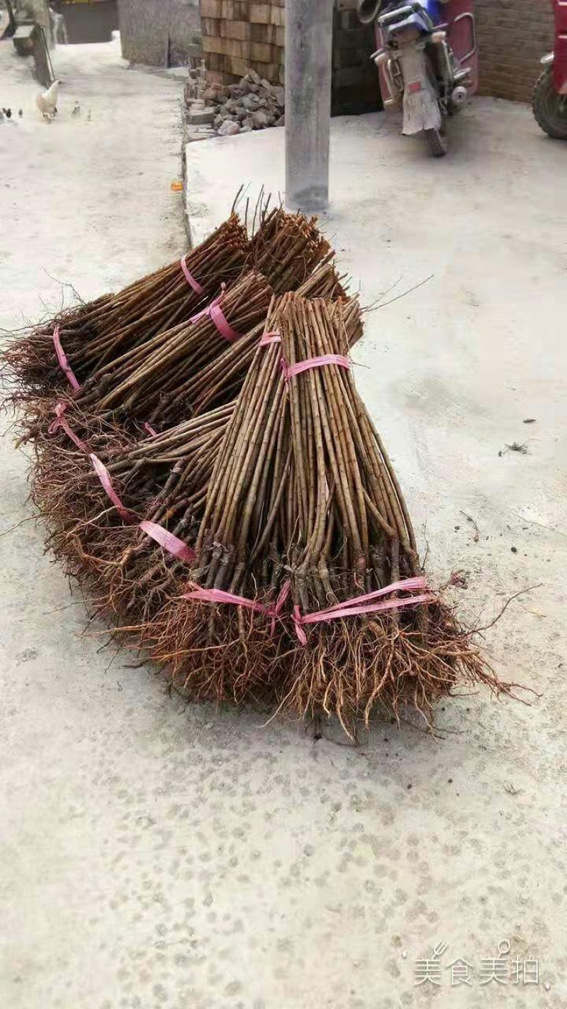 蜂糖李子苗