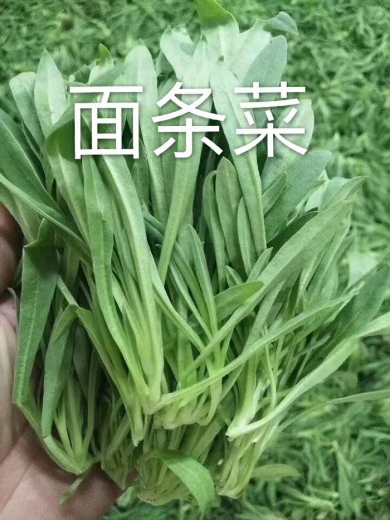 冰草，田七，面条菜，三色堇，酸模，玉兰菜，