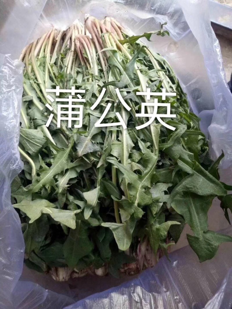 冰草，田七，面条菜，三色堇，酸模，玉兰菜，