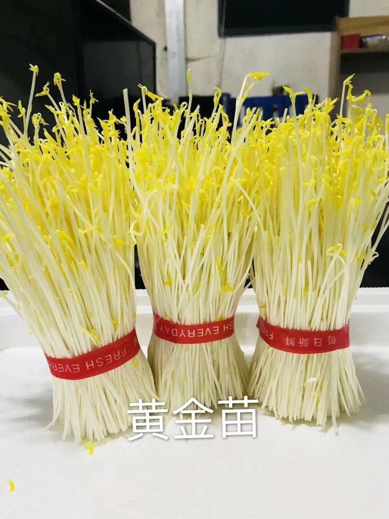 冰草，田七，面条菜，三色堇，酸模，玉兰菜，
