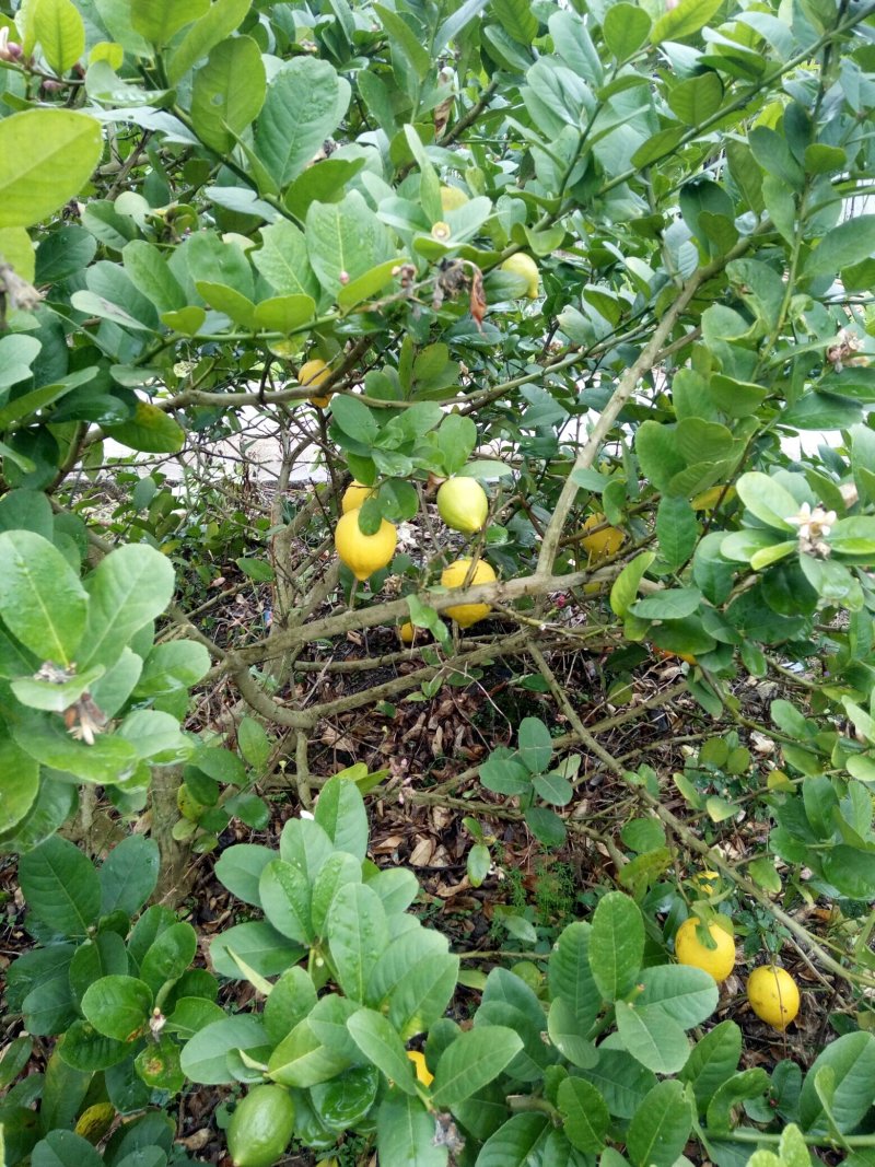 香水柠檬