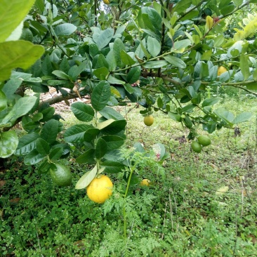 香水柠檬