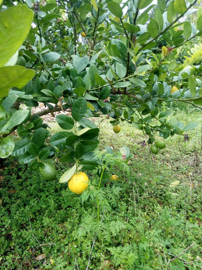 香水柠檬