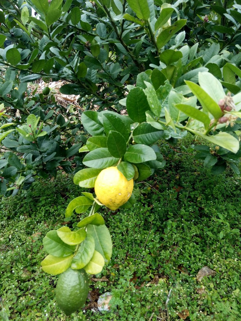 香水柠檬