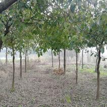 绿化乔木单杆香樟米径3-30公分，丛生香樟等大量