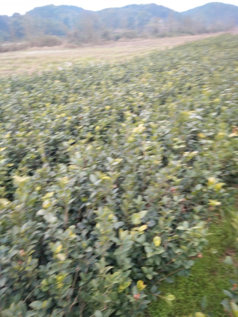 长期供应高产油茶树苗