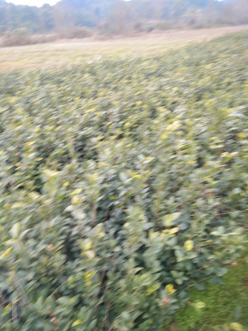 长期供应高产油茶树苗