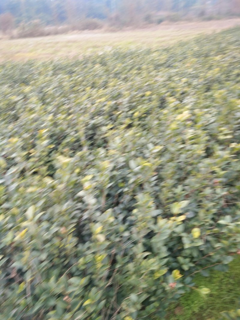 长期供应高产油茶树苗