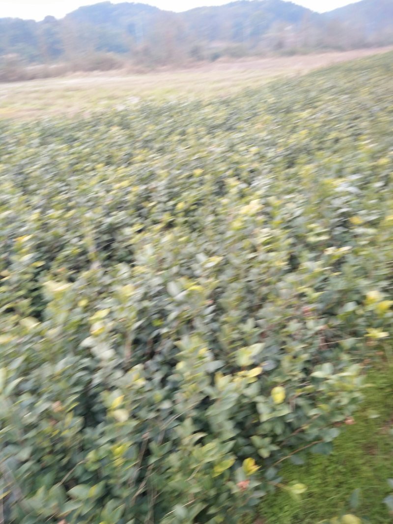 长期供应高产油茶树苗