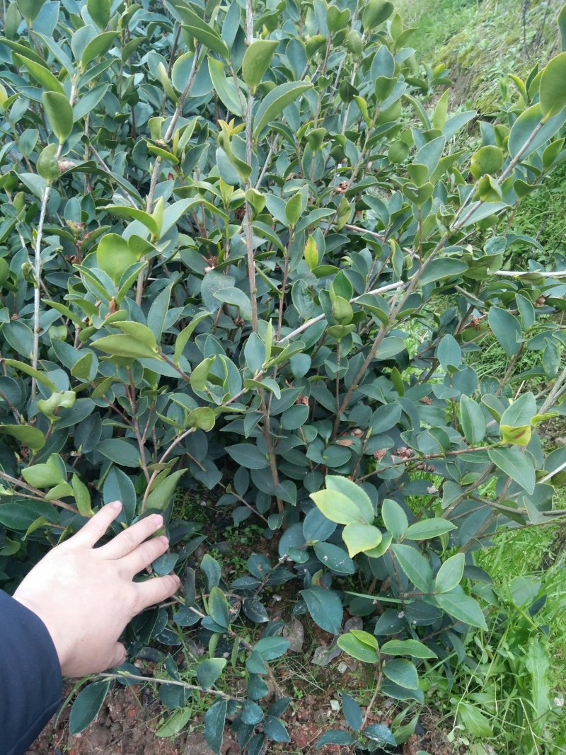 长期供应高产油茶树苗