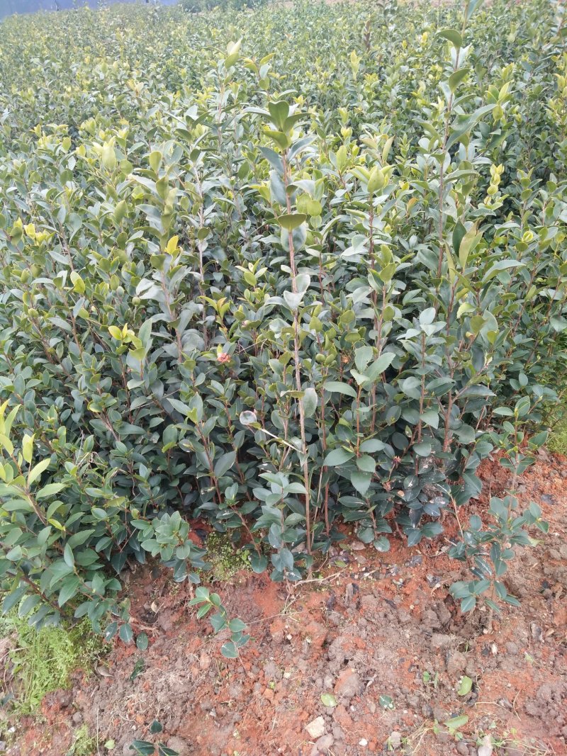 长期供应高产油茶树苗