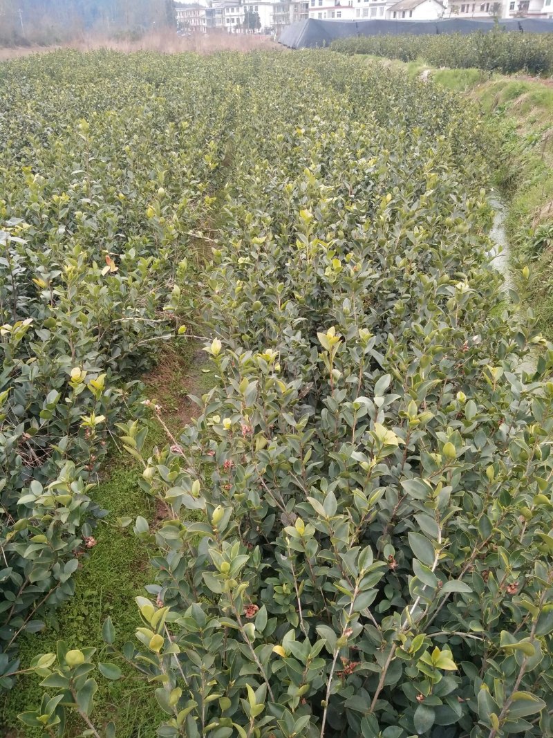 长期供应高产油茶树苗