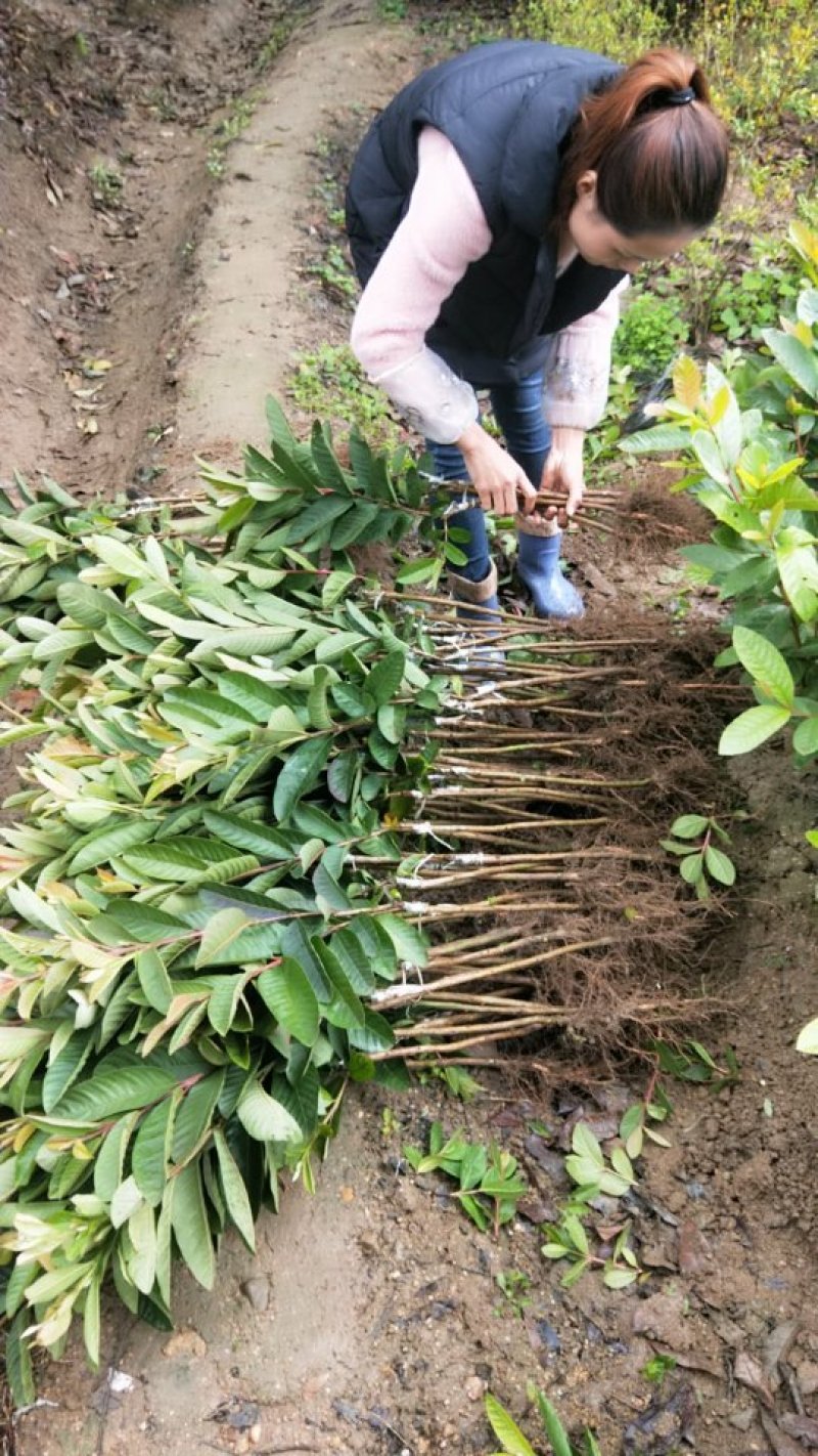 珍珠番石榴苗4元红心番石榴苗6.5元，红宝石番石榴