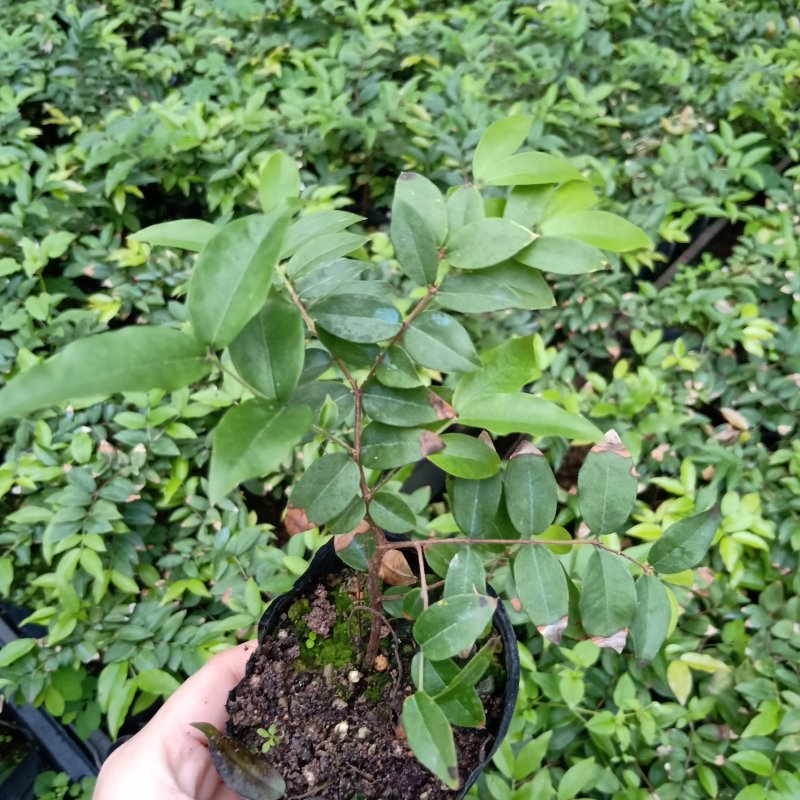 沙巴嘉宝果苗广州苗圃批发树葡萄规格多样欢迎来苗场看货
