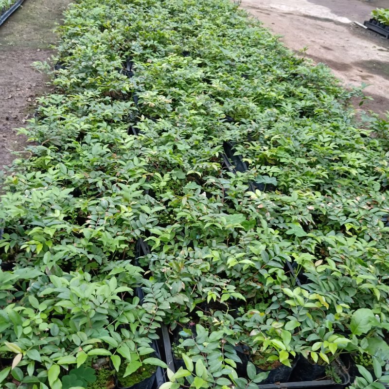 沙巴嘉宝果苗广州苗圃批发树葡萄规格多样欢迎来苗场看货