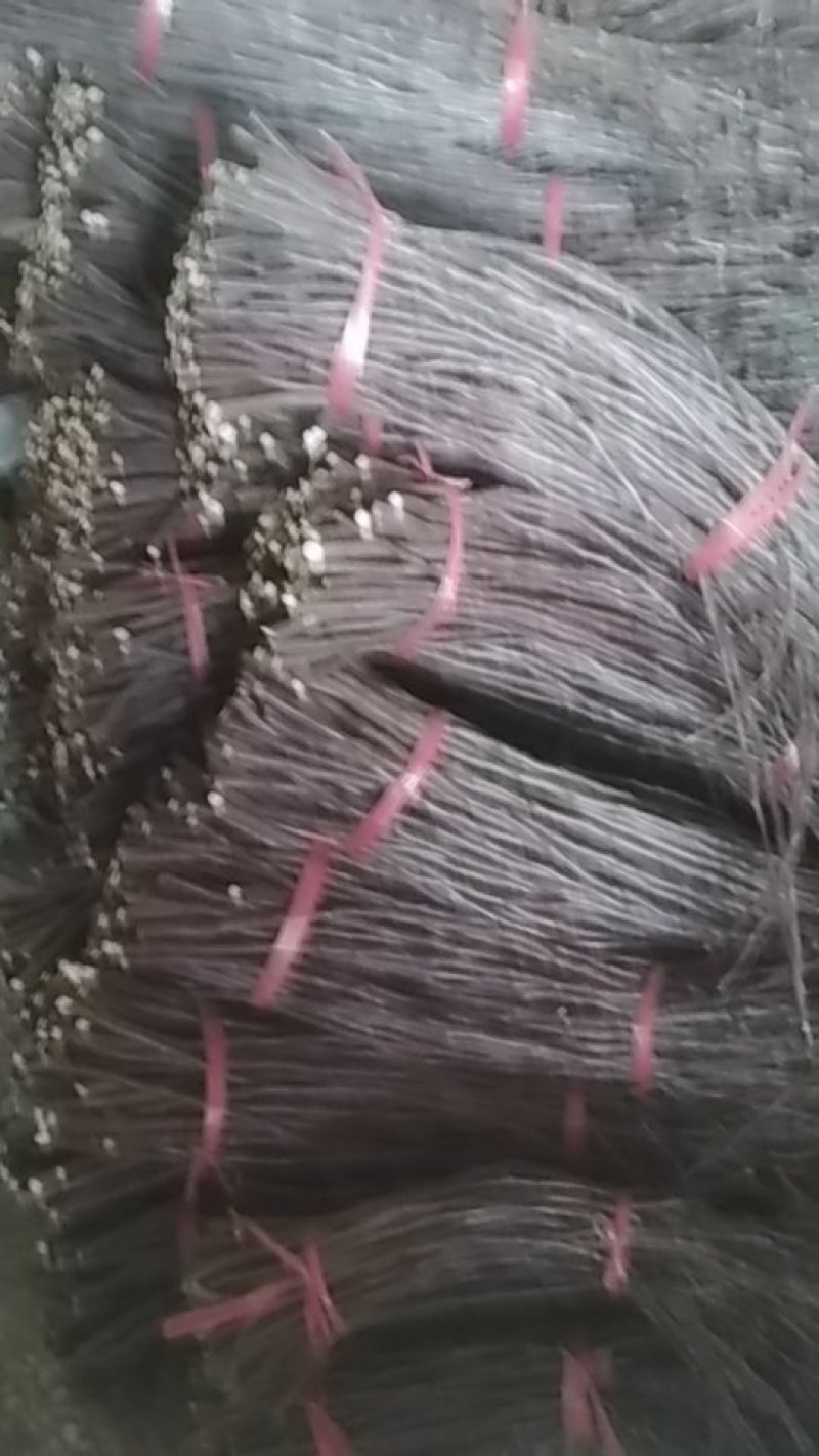 鸡心果接穗