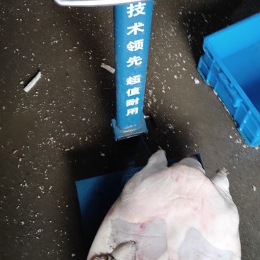 十年生态吃鱼老家鱼