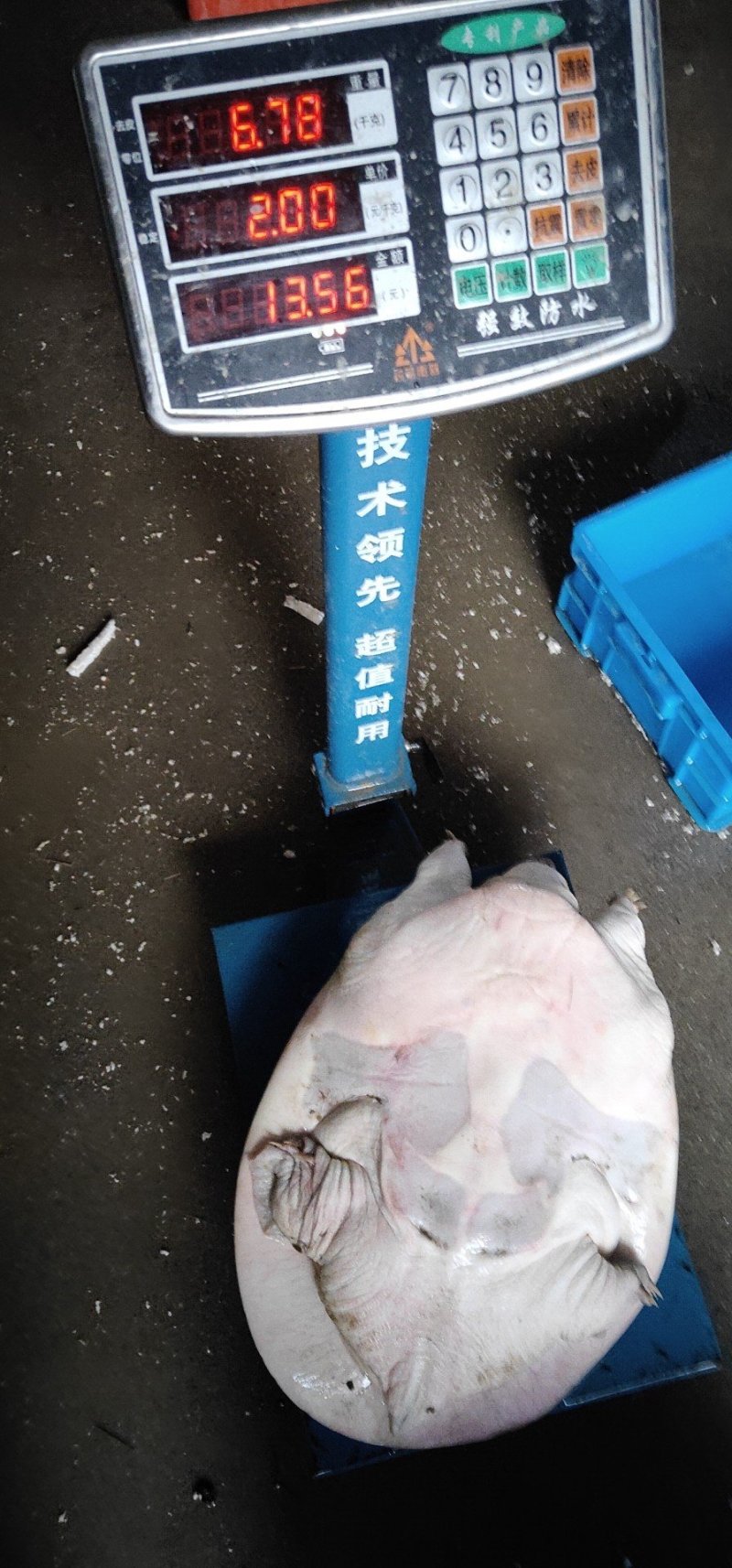 十年生态吃鱼老家鱼