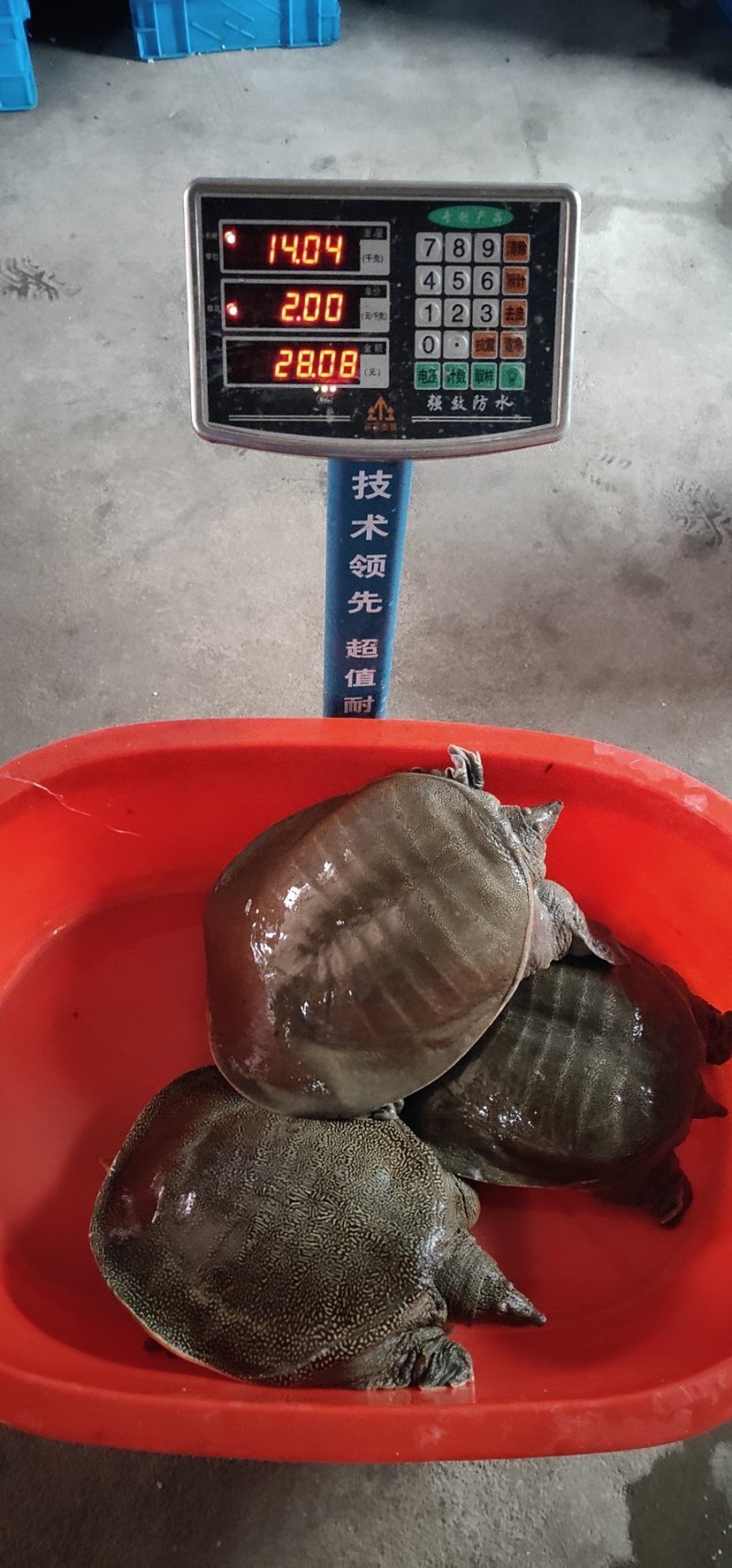 十年生态吃鱼老家鱼
