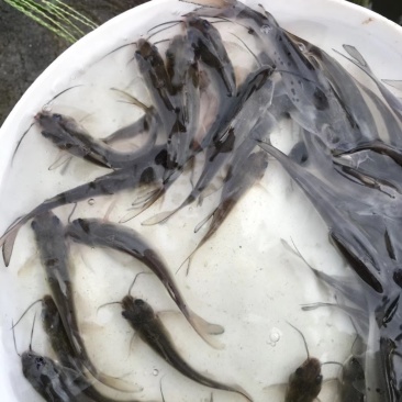 鮰鱼苗叉尾鮰鱼苗叉尾鱼苗包回收商品鱼