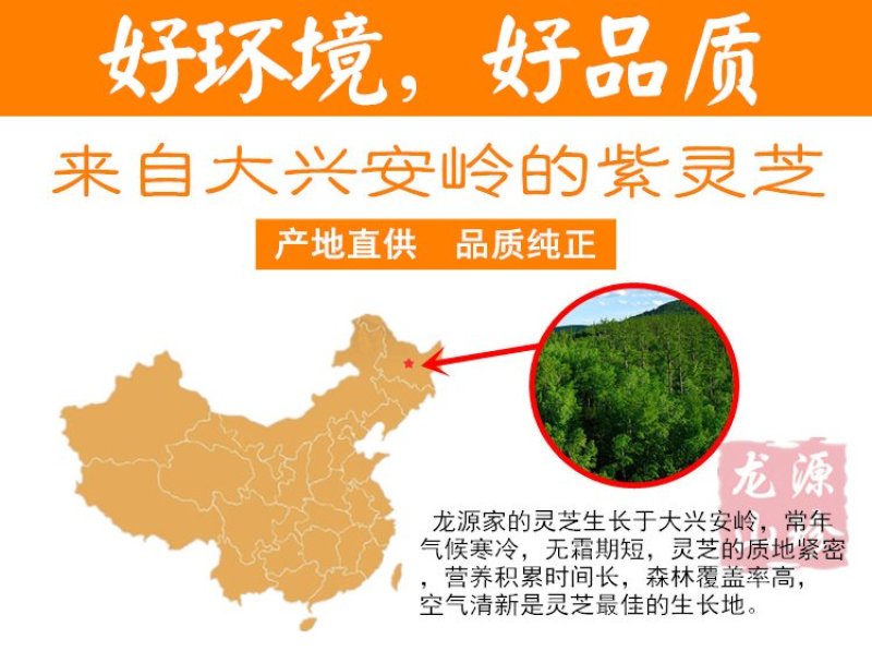 大兴安岭紫灵芝半野生灵芝产地直销500g