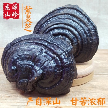大兴安岭紫灵芝半野生灵芝产地直销500g