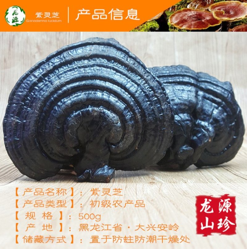 大兴安岭紫灵芝半野生灵芝产地直销500g