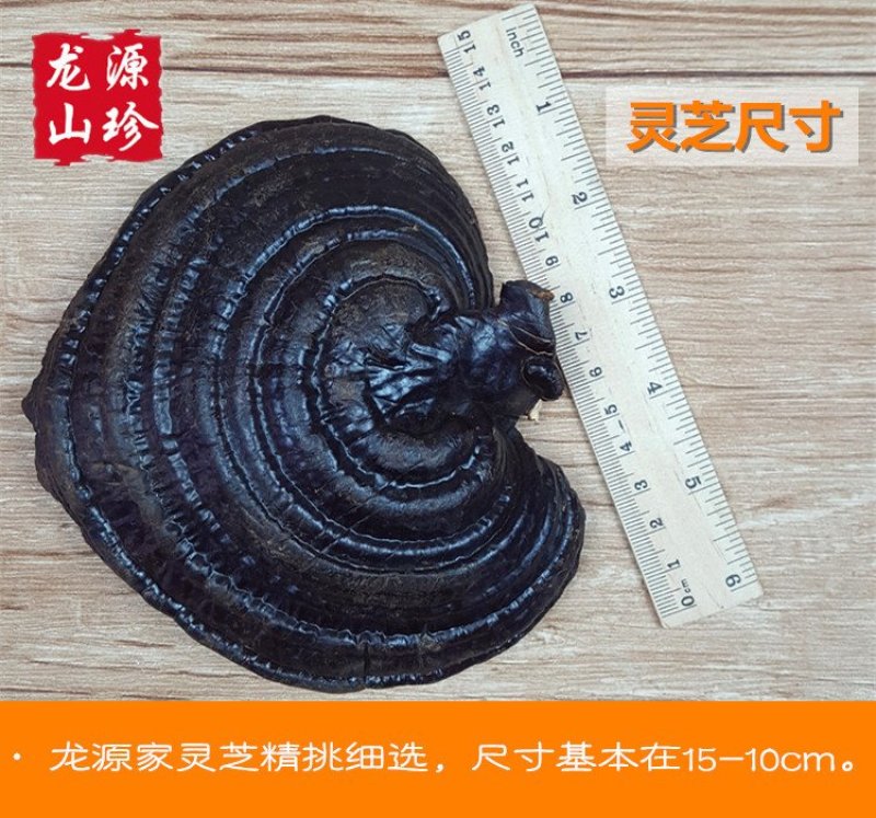 大兴安岭紫灵芝半野生灵芝产地直销500g