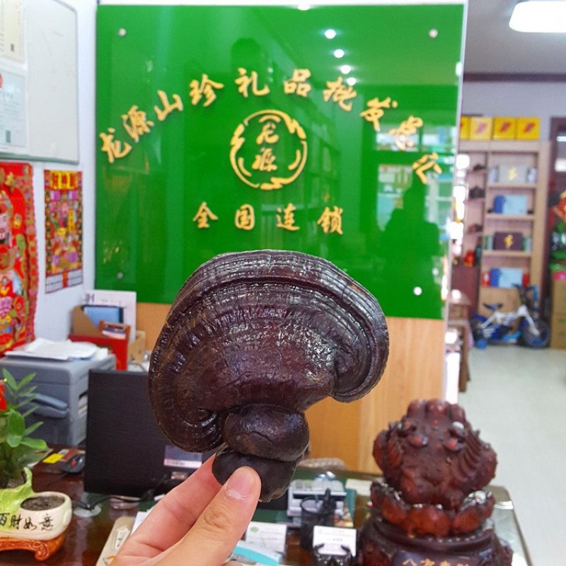 大兴安岭紫灵芝半野生灵芝产地直销500g