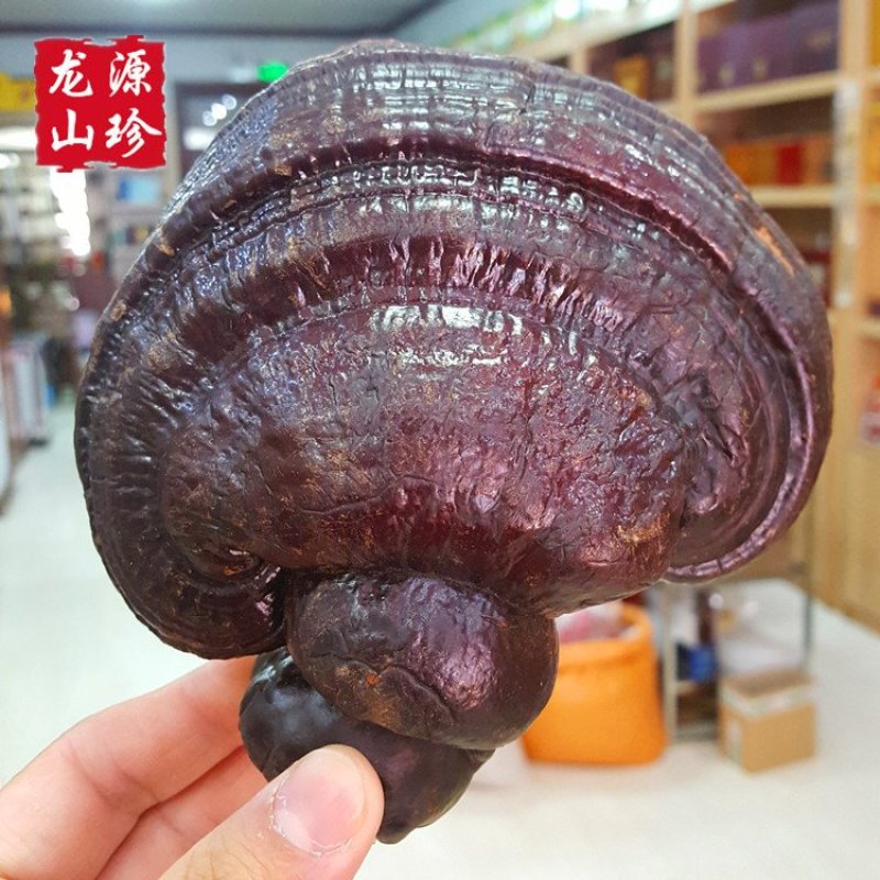 大兴安岭紫灵芝半野生灵芝产地直销500g