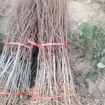 大量批发各种果树苗桃苗葡萄苗杏子树苗李子苗板栗苗柿子苗