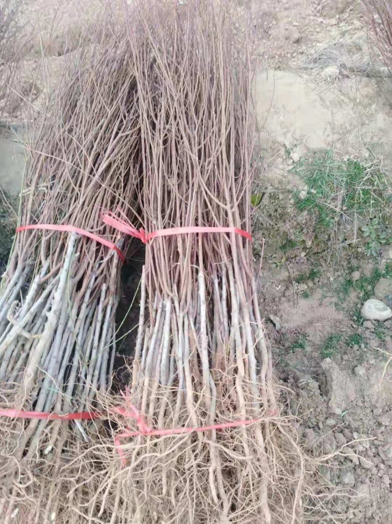 大量批发各种果树苗桃苗葡萄苗杏子树苗李子苗板栗苗柿子苗