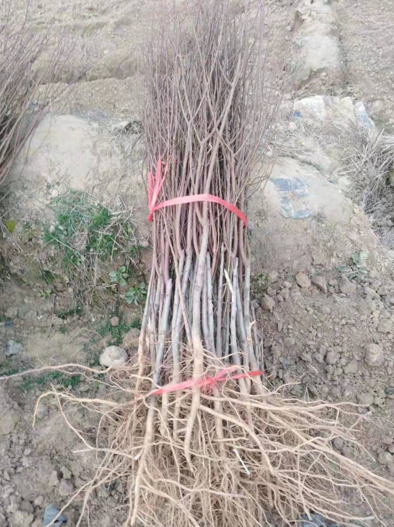 大量批发各种果树苗桃苗葡萄苗杏子树苗李子苗板栗苗柿子苗