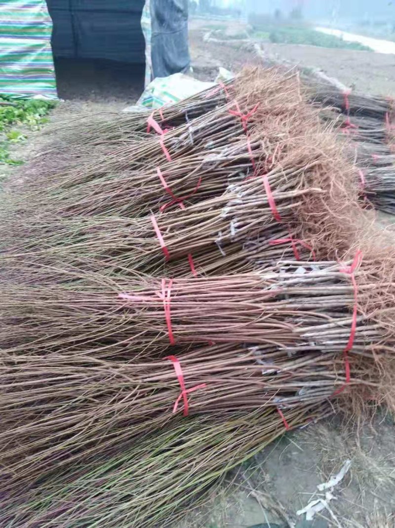 大量批发各种果树苗桃苗葡萄苗杏子树苗李子苗板栗苗柿子苗