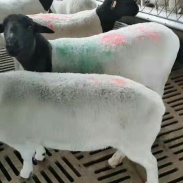 常年出售杜泊绵羊