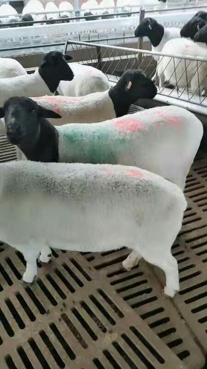 常年出售杜泊绵羊