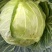 甘蓝金包菜希望品种包菜横县货平包菜，鸡心包菜，平包菜