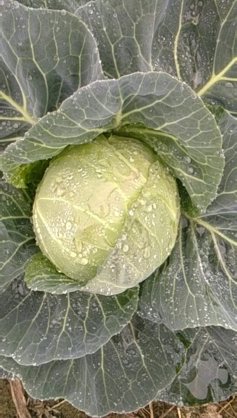 甘蓝金包菜希望品种包菜横县货平包菜，鸡心包菜，平包菜