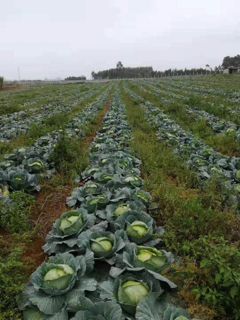 甘蓝金包菜希望品种包菜横县货平包菜，鸡心包菜，平包菜