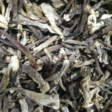 切根特级鹿茸菇烘干鹿茸菇