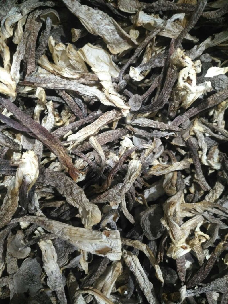 切根特级鹿茸菇烘干鹿茸菇