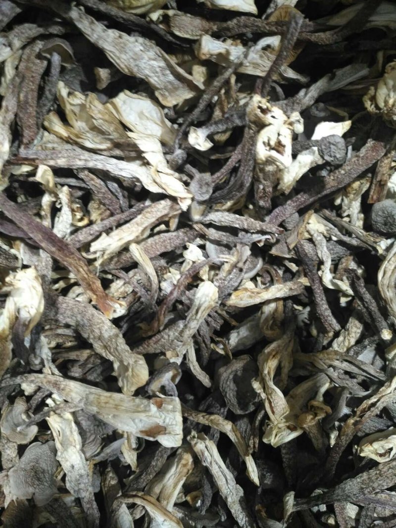 切根特级鹿茸菇烘干鹿茸菇