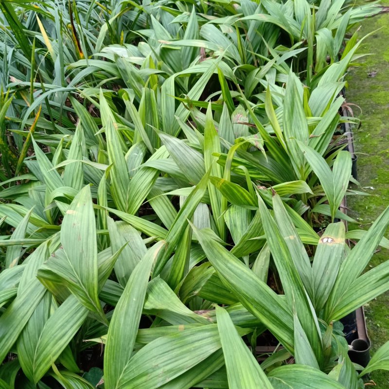 基地直销假槟榔袋苗园林绿化苗木棕榈科植物