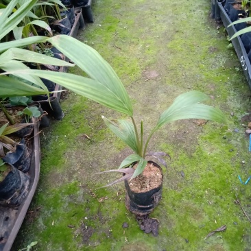 基地直销假槟榔袋苗园林绿化苗木棕榈科植物