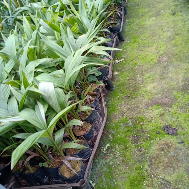 基地直销假槟榔袋苗园林绿化苗木棕榈科植物