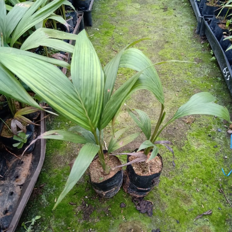 基地直销假槟榔袋苗园林绿化苗木棕榈科植物